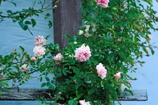 _MG_9928.webp