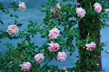 _MG_9929.webp