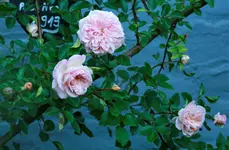 _MG_9931.webp