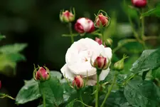 _MG_9997.webp