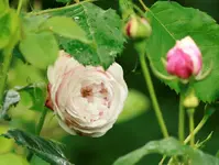 _MG_9998.webp