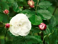 _MG_0021.webp