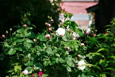 _MG_0025.webp