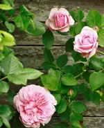 _MG_0019.webp