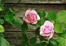 _MG_0018.webp