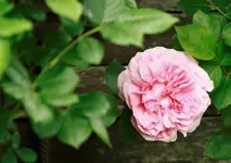 _MG_0017.webp