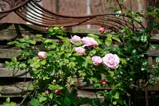 _MG_0026.webp