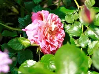 _MG_0028.webp