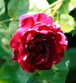 _MG_9890.webp