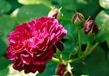 _MG_9891.webp