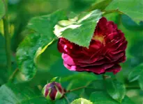 _MG_9892.webp