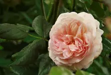 _MG_9972.webp