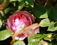 _MG_9780.webp