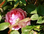 _MG_9780.JPG