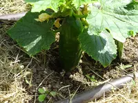 DSC01727.webp