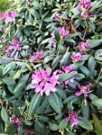 IMG_20210530_153505_1.jpg