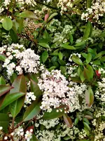 IMG_20210522_124243_1.webp