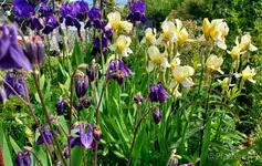 Iris und Akeleien 2.webp