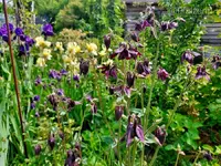 Iris und Akeleien 1.webp
