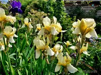 Iris und Akeleien 3.webp