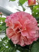 IMG_20210603_133952.webp