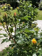 51C3122C-CA06-4352-AC62-EF4B4FD36567.webp