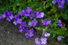 DSC00741.JPG