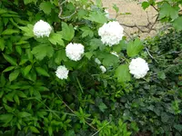 DSC01737.webp