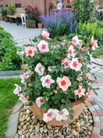 IMG_20210604_174535.webp