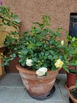 IMG_20210604_175058.jpg