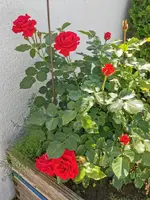IMG_20210604_101537.webp