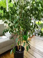 IMG_20210605_105630.webp