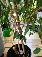 IMG_20210605_105707.webp