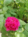 IMG_20210605_113229.jpg