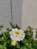 IMG_20210605_115736.webp