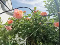 IMG_20210605_115548.webp