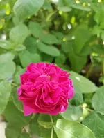 IMG_20210605_113229.webp