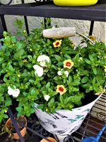 IMG_20210603_153452.webp