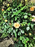 IMG_20210605_102216 (2).jpg