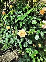 IMG_20210605_102216 (2).webp