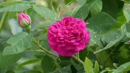 P1290020.webp