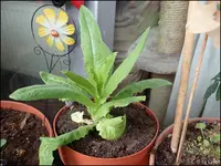 c044.webp