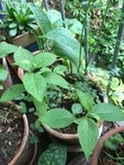 IMG_1599.jpeg