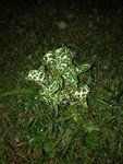 IMG_1994.JPG