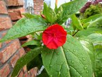 DSCF4668 (2).JPG