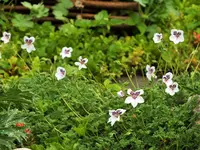 DSCF4677 (2).webp