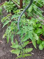 Garten 2021 (2041).webp