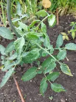 Garten 2021 (2048).webp