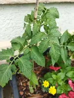 Garten 2021 (2097).webp
