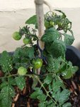 Garten 2021 (2099).jpg